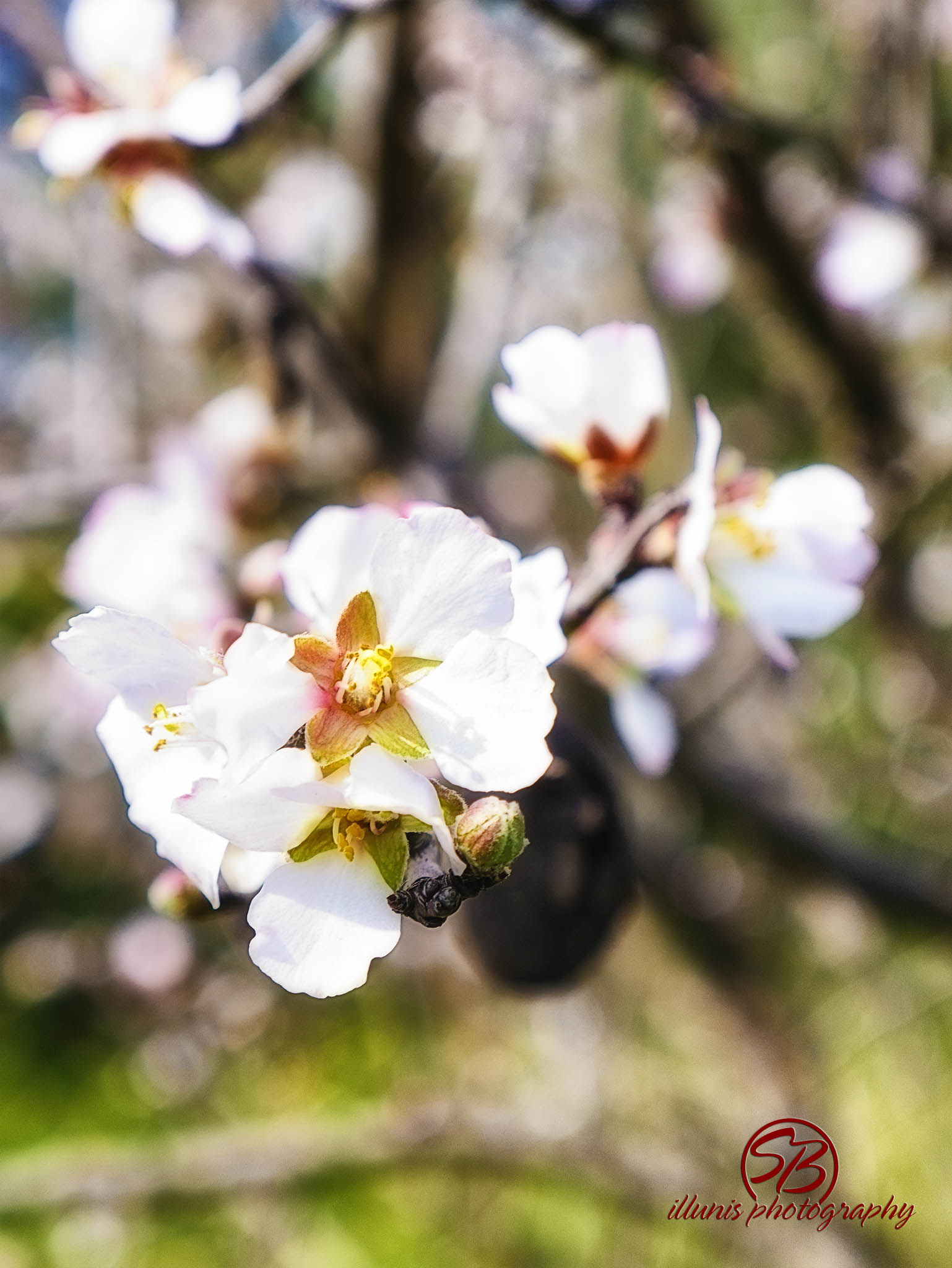 Spring