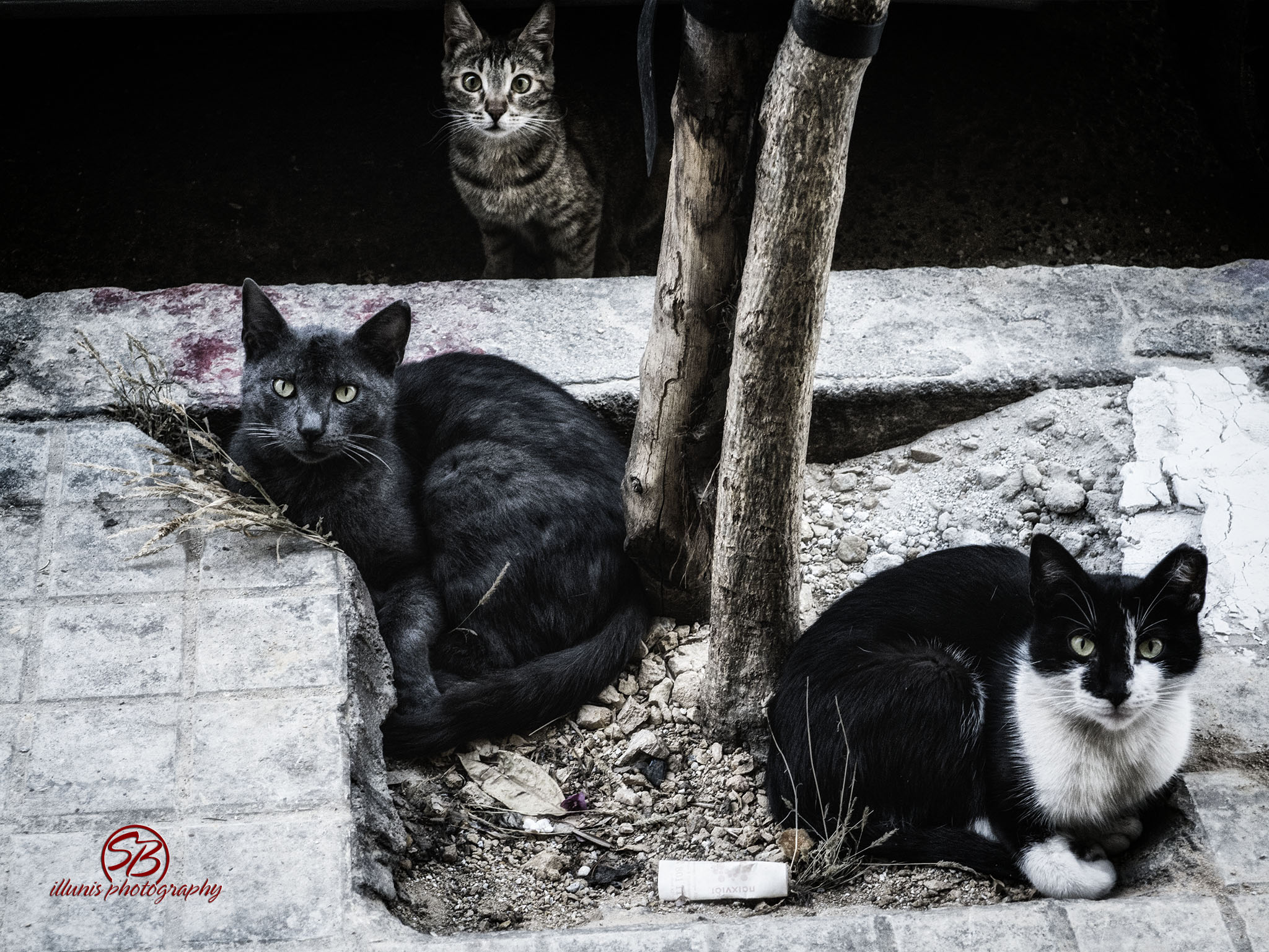 Kitties