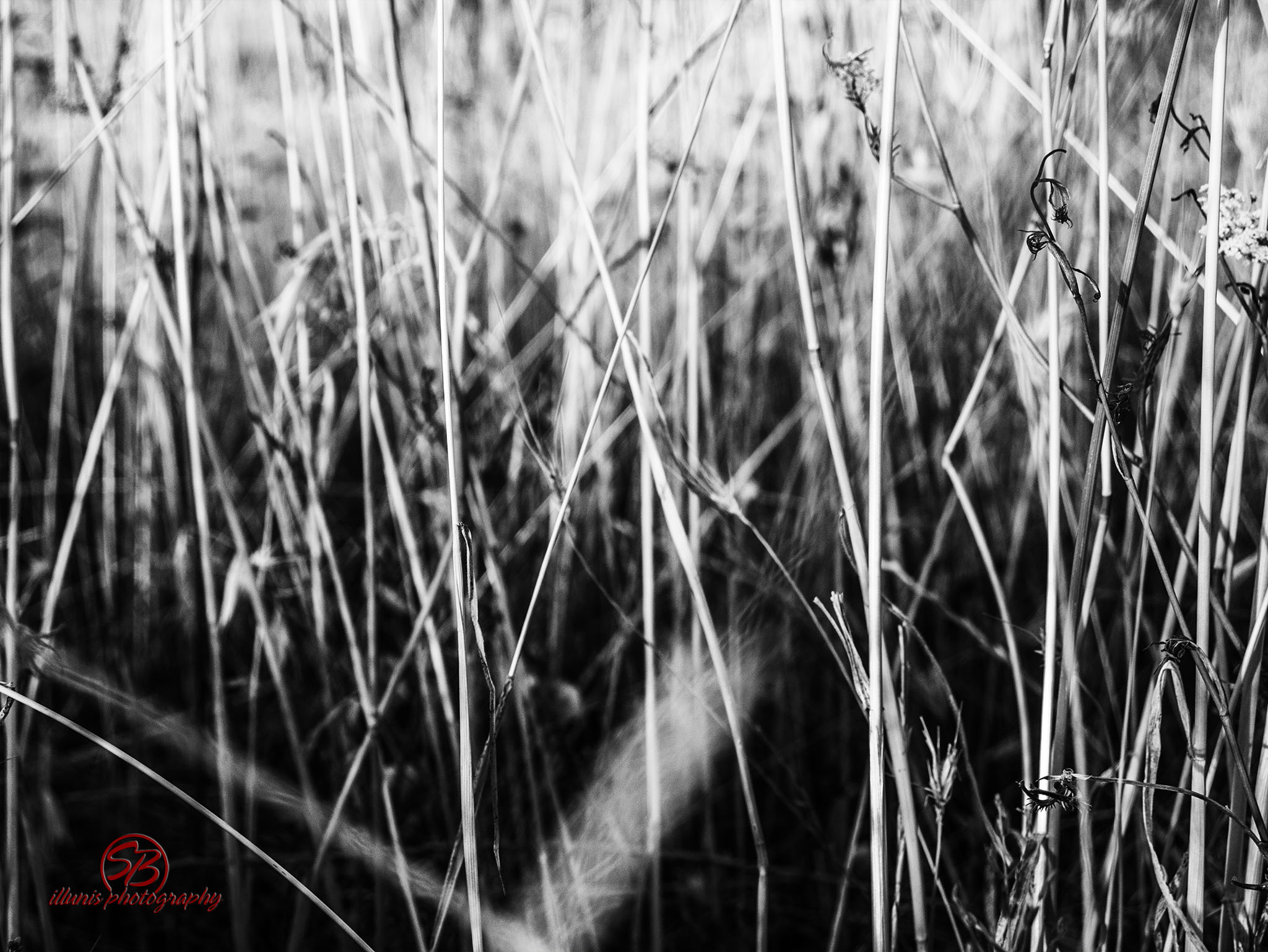 Grain