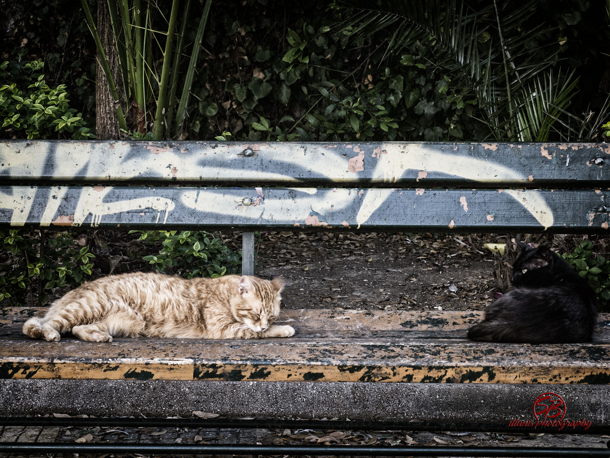 Kitties1